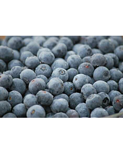 Fresh Blueberries