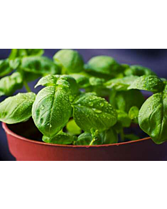 Fresh Basil