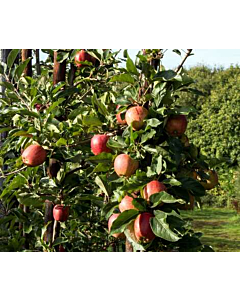 Fresh Braeburn Apples