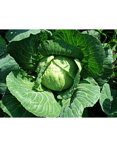 Fresh Spring Cabbage