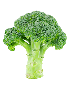 Fresh Broccoli