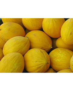 Fresh Gala Melon