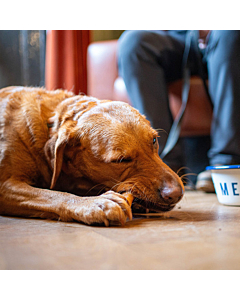 Canine Menu Boar Dog Chews