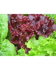 Fresh Lollo Rosso Lettuce