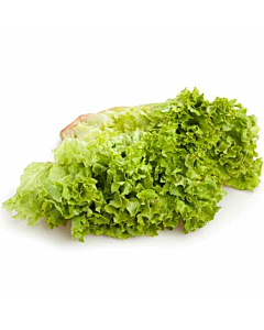 Fresh Lollo Blondi Lettuce