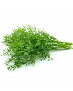 Fresh Dill