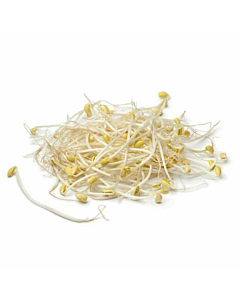 Fresh Beansprouts