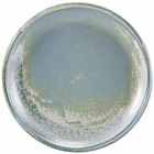 Terra Porcelain Seafoam Coupe Plate 19cm