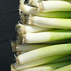 Fresh Leeks