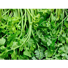 Fresh Coriander