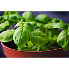 Fresh Basil