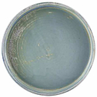 Terra Porcelain Seafoam Presentation Plate 18cm