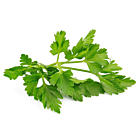 Fresh Chervil