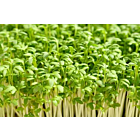 Fresh Cress