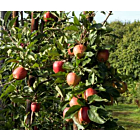 Fresh Braeburn Apples