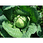 Fresh Spring Cabbage