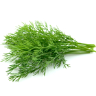 Fresh Dill