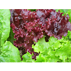 Fresh Lollo Rosso Lettuce