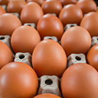 Medium Sized British Free Range Eggs