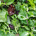 Mixed Baby Leaf Salad