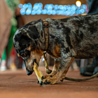 Canine Menu Rabbit Dog Chews