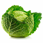 Fresh Cabbage Savoy