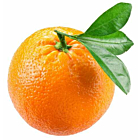 Fresh Oranges